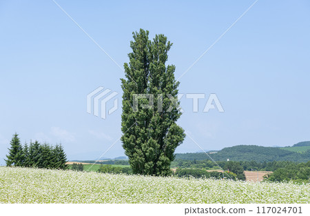 北海道美瑛町 夏季北海道熱門旅遊景點 Ken and Mary Tree 北海道美瑛町 夏季北海道熱門旅遊景點 Ken and Mary Tree 117024701