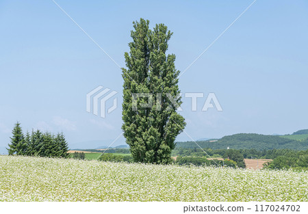 北海道美瑛町 夏季北海道熱門旅遊景點 Ken and Mary Tree 117024702