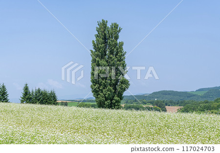 Biei Town, Hokkaido, Hokkaido in summer, popular tourist spot, Ken and Mary's Tree Biei Town, Hokkaido, Hokkaido in summer, popular tourist spot, Ken and Mary's Tree 117024703