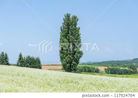 北海道美瑛町 夏季北海道熱門旅遊景點 Ken and Mary Tree 117024704