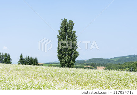 Biei Town, Hokkaido, Hokkaido in summer, popular tourist spot, Ken and Mary's Tree 117024712