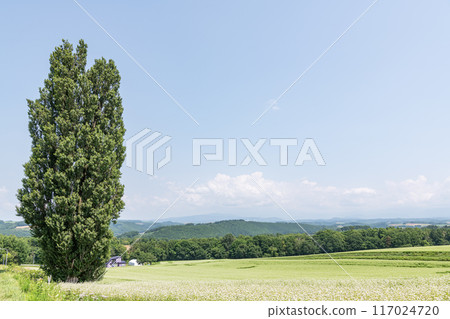 Biei Town, Hokkaido, Hokkaido in summer, popular tourist spot, Ken and Mary's Tree 117024720