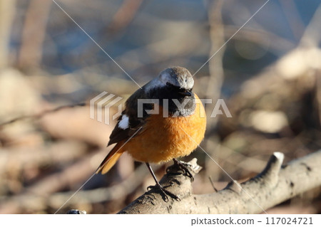 一隻小鳥在樹蔭下休息 117024721