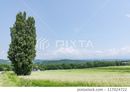北海道美瑛町 夏季北海道熱門旅遊景點 Ken and Mary Tree 117024722