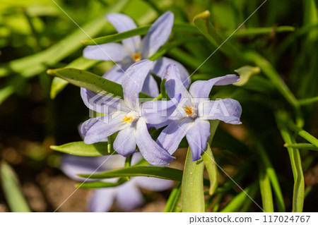Scilla luciliae is flowering plant in family Asparagaceae, Scilla sect. Chionodoxa, Bossier's glory-of-the-snow or Lucile's glory-of-the-snow in spring Scilla luciliae is flowering plant in family Asparagaceae, Scilla sect. Chionodoxa, Bossier's glory-of-the-snow or Lucile's glory-of-the-snow in spring 117024767