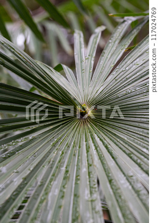 Chamaerops humilis Palm native to the Iberian peninsula Palm leaves in drops of rain. Chamaerops humilis Palm native to the Iberian peninsula Palm leaves in drops of rain. 117024769