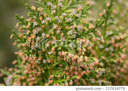 leaves and seed pods of Platycladus orientalis leaves and seed pods of Platycladus orientalis 117024779