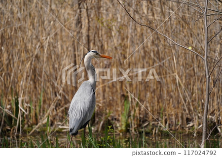 Heron Walk 117024792
