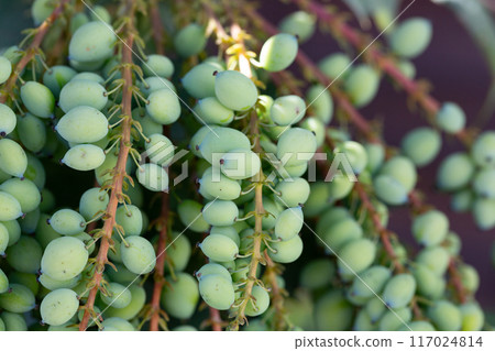 Mahonia aquifolium plant with blue fruits, ornamental evergreen plant 117024814
