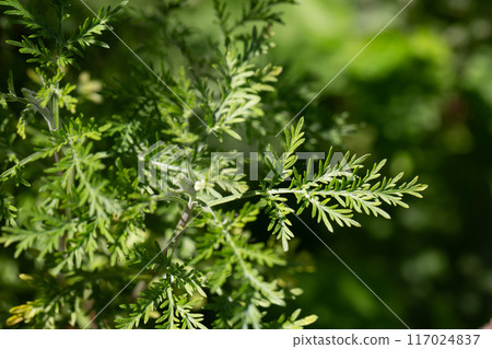 Wormwood (Artemisia vulgaris) grows wild in nature 117024837