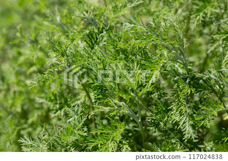 Wormwood (Artemisia vulgaris) grows wild in nature 117024838