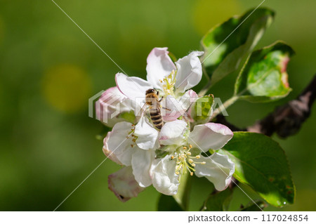 A blooming apple tree. Pink and white apple blossoms on a branch in spring. Floral spring and summer background. 117024854