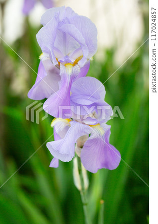 Violet and blue blooming iris flowers closeup on green garden background. Sunny day. Lot of irises. Large cultivated flowerd of bearded iris (Iris germanica). Violet and blue blooming iris flowers closeup on green garden background. Sunny day. Lot of irises. Large cultivated flowerd of bearded iris (Iris germanica). 117024857
