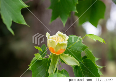 Flowers of tulip tree (Liriodendron tulipifera) blooming in spring . Unopened flower bud at upper left. Flowers of tulip tree (Liriodendron tulipifera) blooming in spring . Unopened flower bud at upper left. 117024862