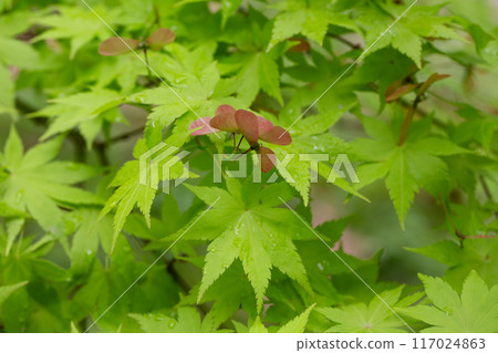 Close up blooming maple in spring Seiryu Japanese Maple - Latin name - Acer palmatum Seiryu, natural green leafy background copispace Close up blooming maple in spring Seiryu Japanese Maple - Latin name - Acer palmatum Seiryu, natural green leafy background copispace 117024863