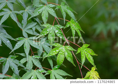 Seiryu Japanese Maple - Latin name - Acer palmatum Seiryu, natural green leafy background copispace Seiryu Japanese Maple - Latin name - Acer palmatum Seiryu, natural green leafy background copispace 117024865