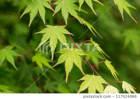 Seiryu Japanese Maple - Latin name - Acer palmatum Seiryu, natural green leafy background copispace Seiryu Japanese Maple - Latin name - Acer palmatum Seiryu, natural green leafy background copispace 117024866