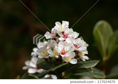 Rhaphiolepis umbellata blooms in the garden in spring. Amazing white flowers with colorful yellow and red stamens. 117024870