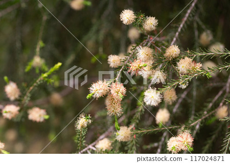 Melaleuca ericifolia (swamp paperbark) flowers on tree in spring Arboretum Park Southern Cultures in Sirius (Adler) Sochi. Paperbark tree (Tea tree) flowering with white bottlebrush blooms. Melaleuca ericifolia (swamp paperbark) flowers on tree in spring Arboretum Park Southern Cultures in Sirius (Adler) Sochi. Paperbark tree (Tea tree) flowering with white bottlebrush blooms. 117024871