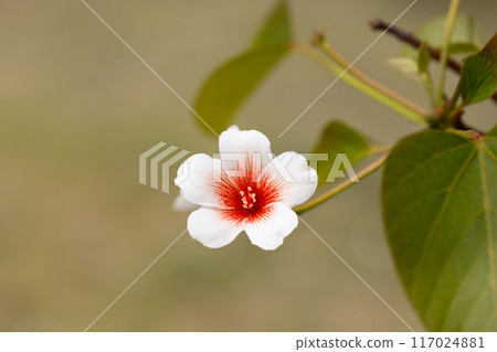 Close-up white Tung tree flower blooms. Aleurites Fordii Airy Shaw or Vernicia fordii, usually known as the tung or tung oil tree in spring. Delightful white-orange inflorescences on a blurred Close-up white Tung tree flower blooms. Aleurites Fordii Airy Shaw or Vernicia fordii, usually known as the tung or tung oil tree in spring. Delightful white-orange inflorescences on a blurred 117024881