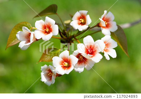 Close-up white Tung tree flower blooms. Aleurites Fordii Airy Shaw or Vernicia fordii, usually known as the tung or tung oil tree in spring. Delightful white-orange inflorescences on a blurred 117024893