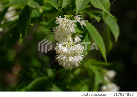 A close up shot of bell-shaped, fragrant buds and flowers of the Staphylea Pinnata amid green leaves spring flower background A close up shot of bell-shaped, fragrant buds and flowers of the Staphylea Pinnata amid green leaves spring flower background 117024896
