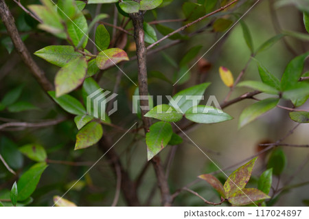 Leaves of Common Myrtle, Myrtus communis. It is native across the Mediterranean Region. Background of myrtle tree leaves. Leaves of Common Myrtle, Myrtus communis. It is native across the Mediterranean Region. Background of myrtle tree leaves. 117024897