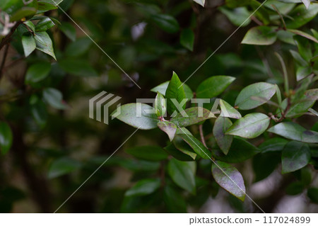 Leaves of Common Myrtle, Myrtus communis. It is native across the Mediterranean Region. Background of myrtle tree leaves. Leaves of Common Myrtle, Myrtus communis. It is native across the Mediterranean Region. Background of myrtle tree leaves. 117024899