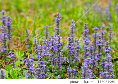 close up shot of blue flowers of Ajuga reptans Atropurpurea in spring 117024960