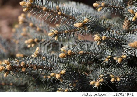 Spruce branch. Beautiful branch of spruce with needles. Christmas tree in nature. Green spruce. Spruce close up. 117024971