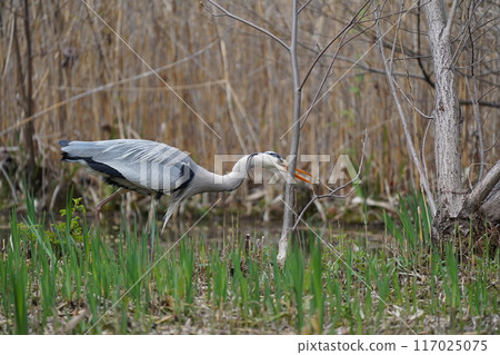 Blue Heron Catching Food 117025075