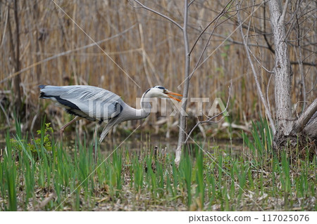 Blue Heron Catching Food 117025076