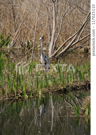 藍鷺餵食 藍鷺餵食 117025110