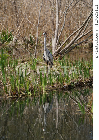 藍鷺餵食 117025111