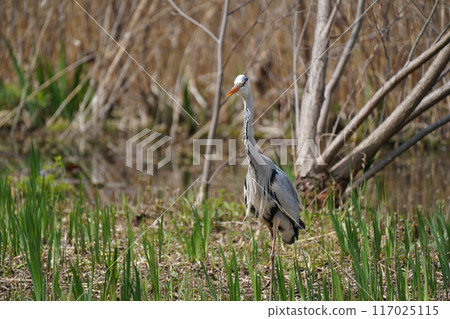 Blue Heron Catching Food 117025115