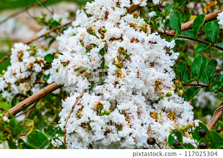 Closeup view of wet white common crepe myrtle flowers. Closeup view of wet white common crepe myrtle flowers. 117025304