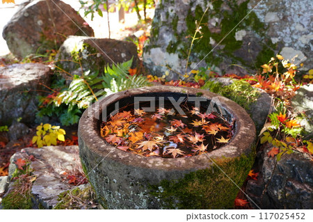醍醐寺秋葉漂浮在水瓶中 117025452