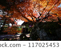 醍醐寺宇月茶屋的秋葉 117025453