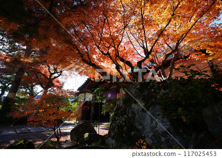 醍醐寺宇月茶屋的秋葉 117025453