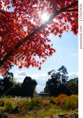 醍醐寺秋葉被燈光照亮 117025456
