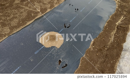 動物腳印在覆蓋物中張開 117025894