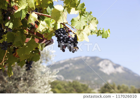 A bunch of ripe southern grapes against a mountain background. Summer landscape of southern countries. Horizontal. A bunch of ripe southern grapes against a mountain background. Summer landscape of southern countries. Horizontal. 117026010