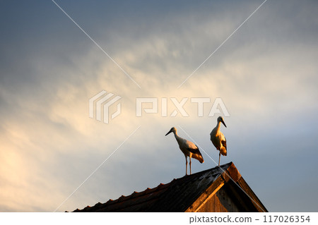 A white stork couple on old house roof 117026354