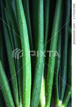 Bunch of juicy organic scallion close up 117026366