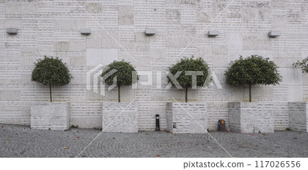 tree on a brick wall 117026556