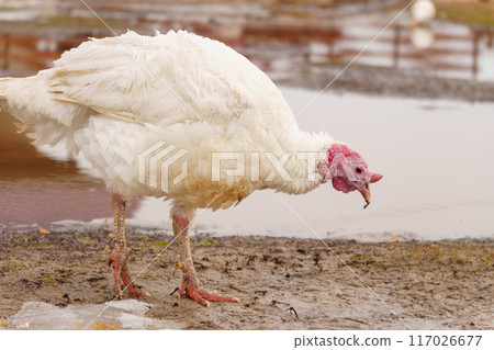 Turkeys on a farm walking in paddock. Flock of Turkeys in paddock on farm. 117026677