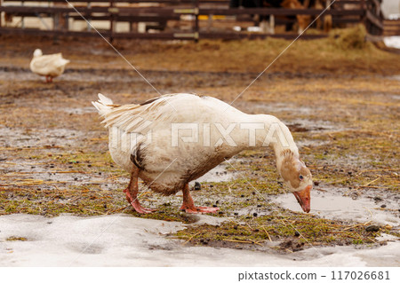 Geese standing proudly on top of a muddy field in a rural farm setting. Geese standing proudly on top of a muddy field in a rural farm setting. 117026681
