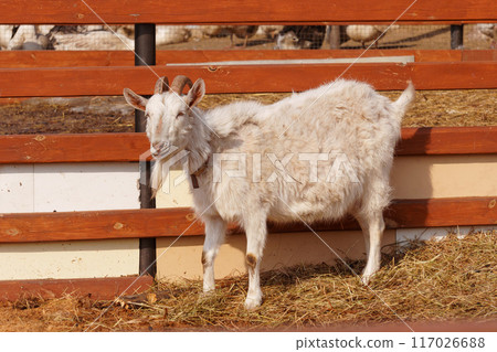 Close-up view of a curious goat surrounded by wooden fencing in a rustic pen. 117026688