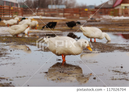 White ducks elegantly stand atop a moist ground, exuding peace and tranquility in their surroundings. 117026704