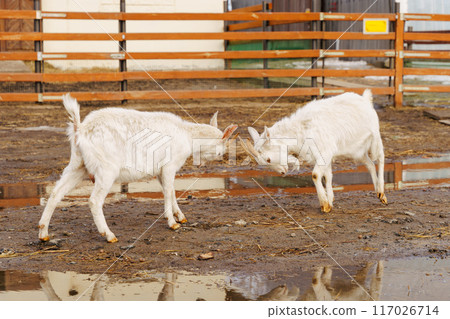 Graceful White Goats Freely Roaming on terrain on farm. Selective focus Graceful White Goats Freely Roaming on terrain on farm. Selective focus 117026714